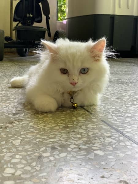 Persian Cat 1