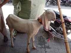 rajanpuri bakri for sale