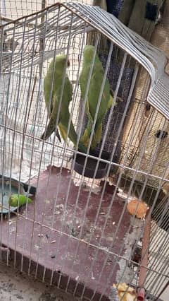 Ring Neck Parrot  Pair for sale.