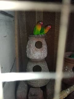 beautiful fisher parrot pair ready to bread