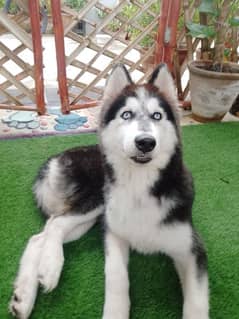 Siberian Husky for sale