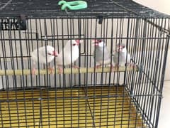 birds for sale