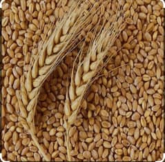 Wheat (Gandam) for sale in lahore