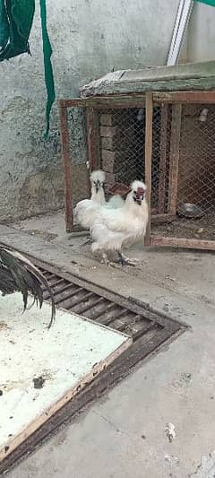 White silkie 0