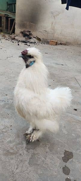 White silkie 1