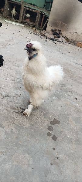 White silkie 2