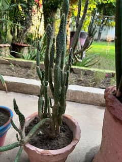 cactus and other type of grown plants available