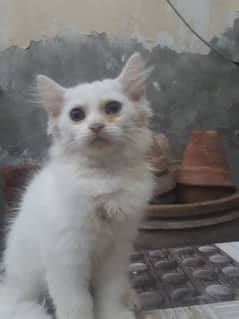 persian kittens for sale single or pair also