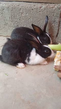 Rabbits Breeder and bunnies white male black females