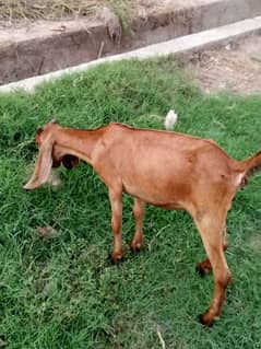 betal bakri for sale nasli bakri h