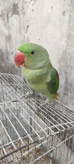 Raw Parrot for sale 4 months