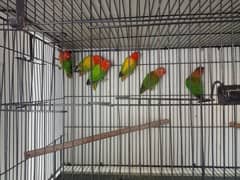 love birds  breeder pair mail female available