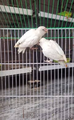 love birds  breeder pair available