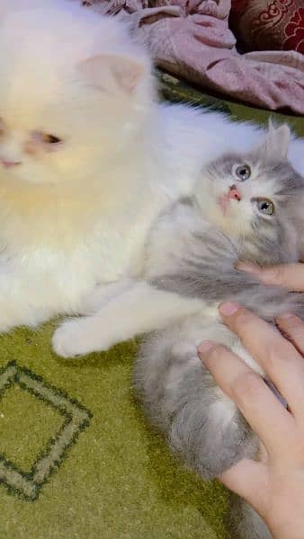 Persian Kittens for Sale 3