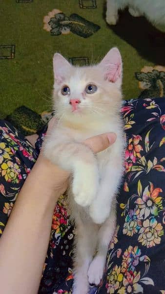 Persian Kittens for Sale 7