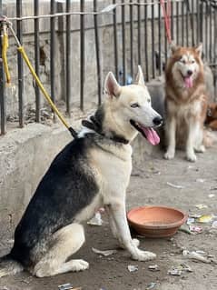 male husky selling on urgent basis