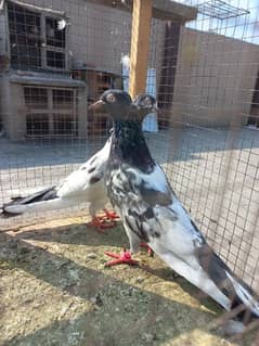 pigeons teddy argent sale 03224690184