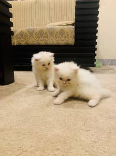 Beautiful Persian kittens Contact 03060002927