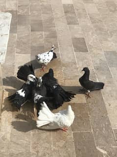 Lakka Pigeon Urgent sale