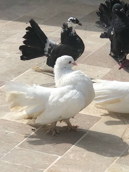 Lakka Pigeon Urgent sale 4