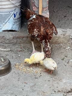 Two Picock chicks with mother