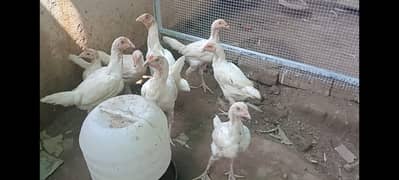 Heera pathay pathian chicks - White Nok Nali - Mianwali Aseel