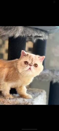 Exotic piki male cat available for sale 0