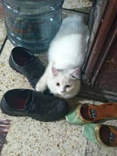 beautiful white male Persian cat