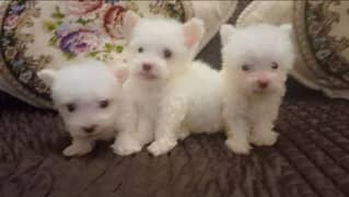 white male poodle puppy.