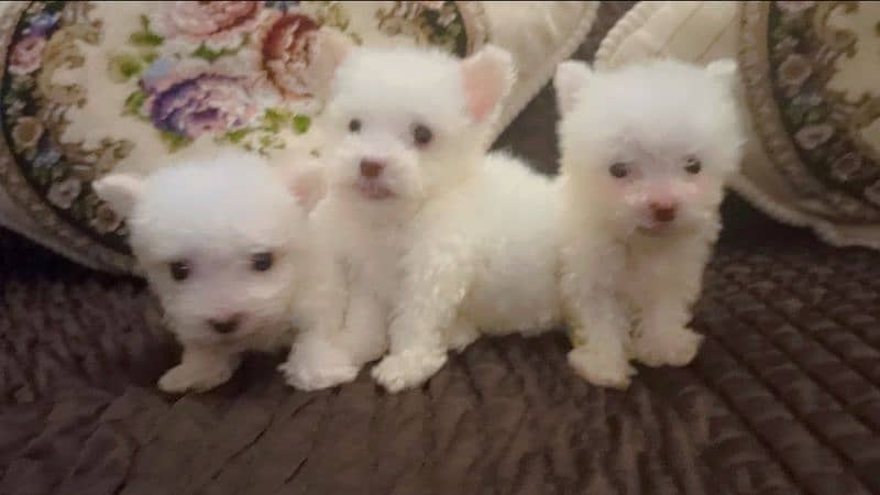 white male poodle puppy. 0