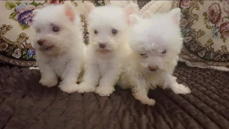 white male poodle puppy. 1