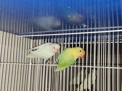 PARBLUE PASTEL ENO & ALBINO RED EYE BREEDER PAIR