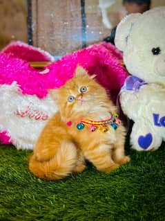 Persian kitten