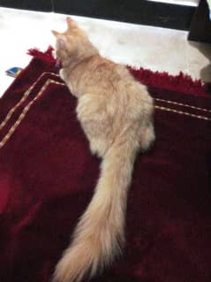 Persian looking cat of 1.5 months old