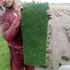 korean and dhaka grass for sale