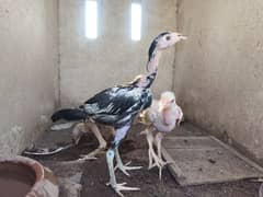 pure aseel chicks for sale