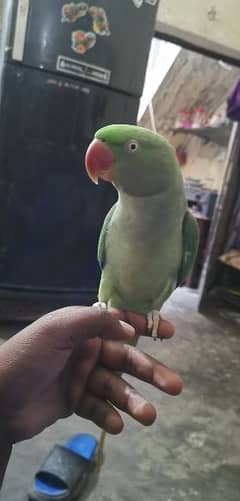 raw parrot breedar female