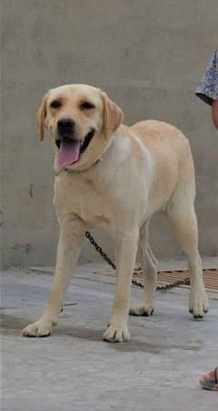 Labrador  Dog Female