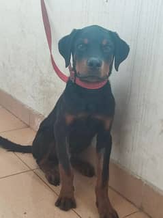 pedigree Rottweiler 4 months puppy for sale