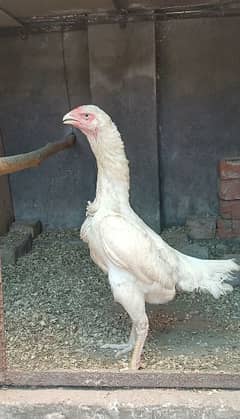 White Shamo Hen / White Shamo murgi