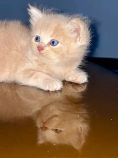 Persian kitten. Triple coated