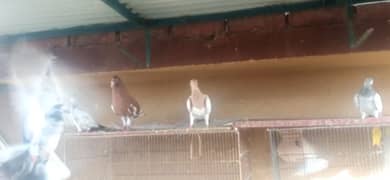 Israeli pigeons