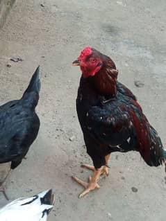 hen