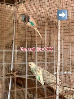 Australian parrot for sale