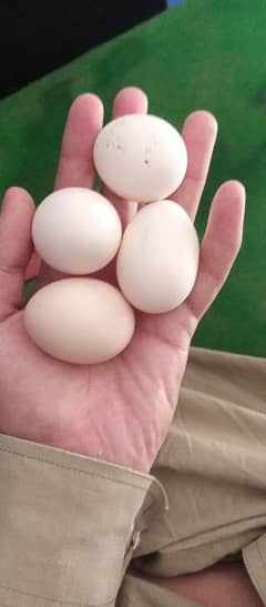 dassi eggs available manasib rate par rate par dasteyab hea