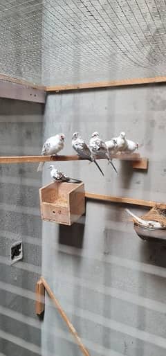 Diamond Pied dove Fully Breeder Pairs Available for sale