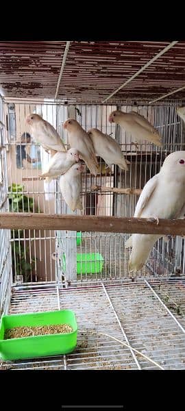 Creamino decino and albino red eyes breeder and bonded pair 4