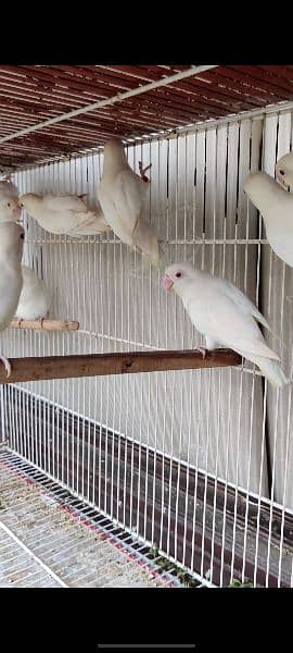 Creamino decino and albino red eyes breeder and bonded pair 5