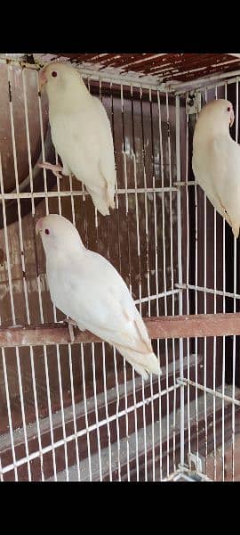 Creamino decino and albino red eyes breeder and bonded pair 6