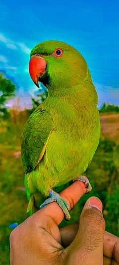 green parrot